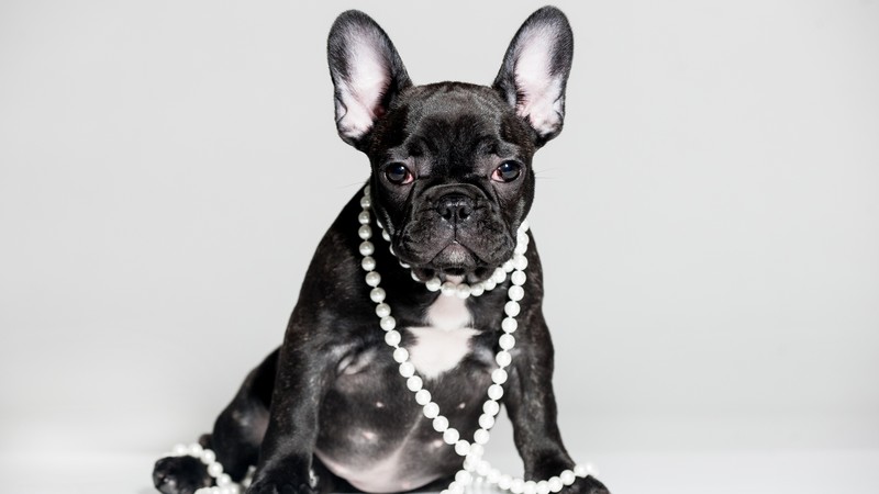 French Bulldog, puppy, cute animals, 4K