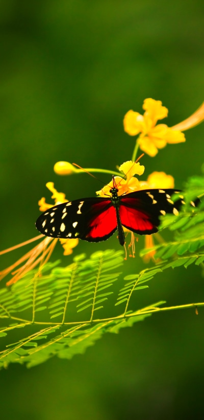 Animal Butterfly, Leaf, 1440x2960