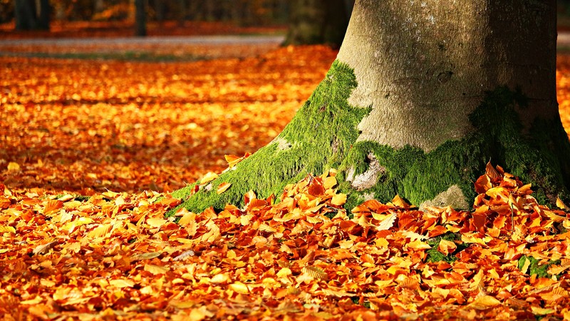 leaves, tree, autumn, 4K