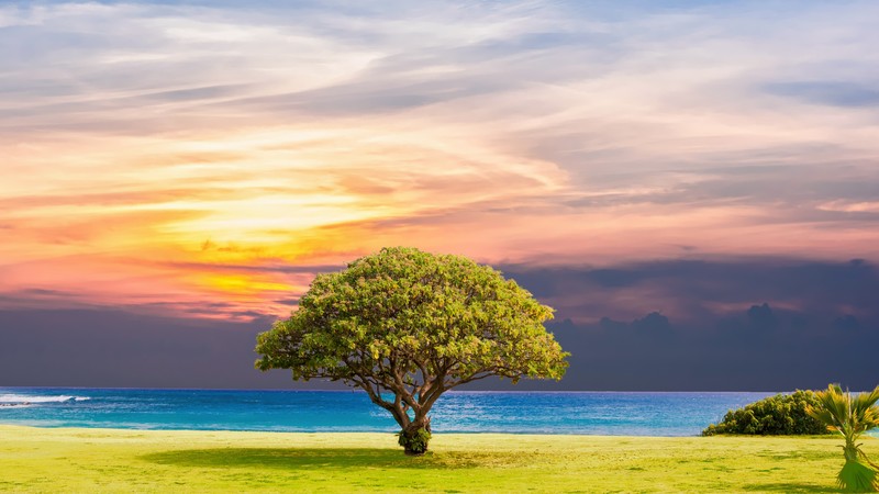 tree, nature, ocean, landscape, 4K