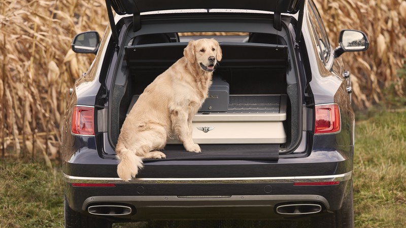 Bentley Bentayga Field Sports, 2018 Cars, dog, 4k