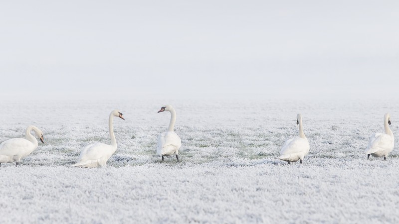 winter, swans, snow, 4K