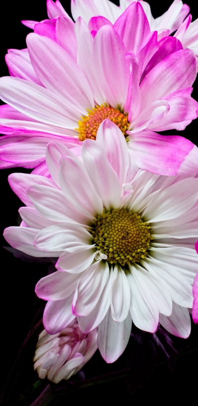 Earth Flower, White Flower, Pink Flower, 1440x2960