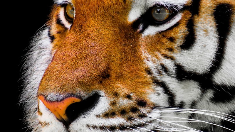 tiger, cute animals, 4k