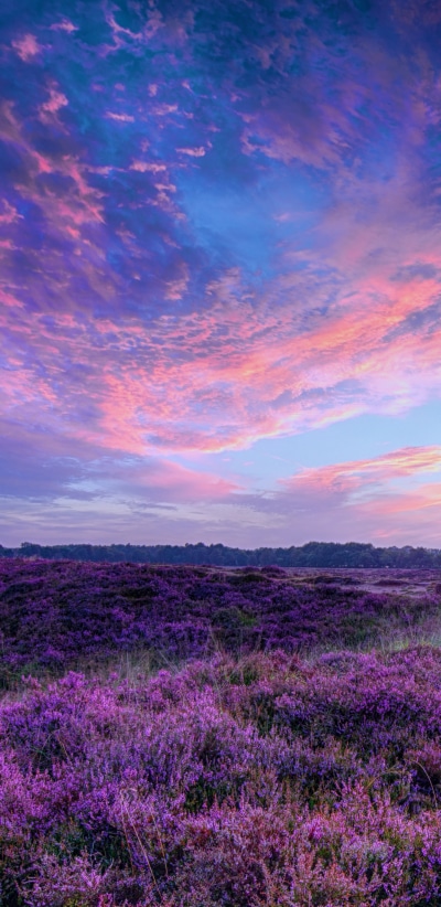 Earth Sunset, Purple Flower, Field, Earth, Sky, 1440x2960