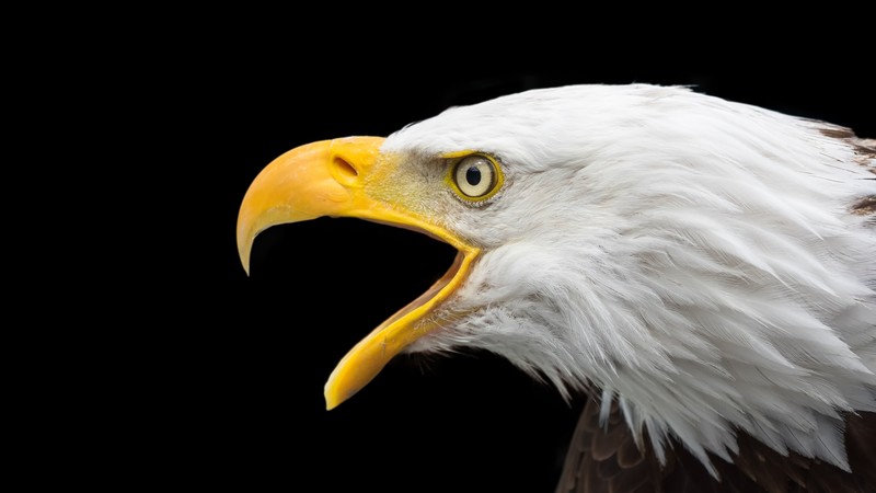eagle, bird, 4k