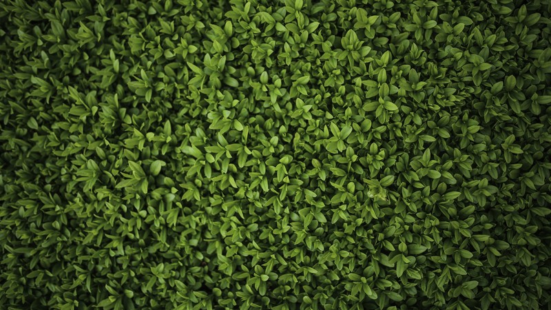 leaves, green, 4k