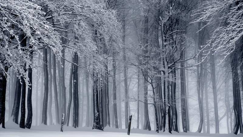 forest, trees, snow, winter, 4k