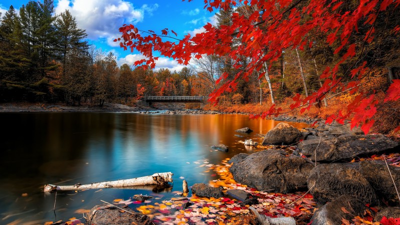 Autumn, lake, forest, 4k