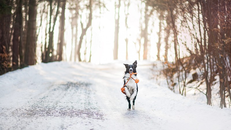 dog, cute animals, winter, snow, trees, 4k