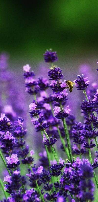 Earth Flower, Nature, Blur, Purple Flower, 1440x2960