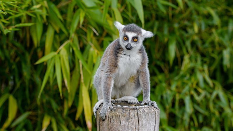 lemur, animal, cute, 4k