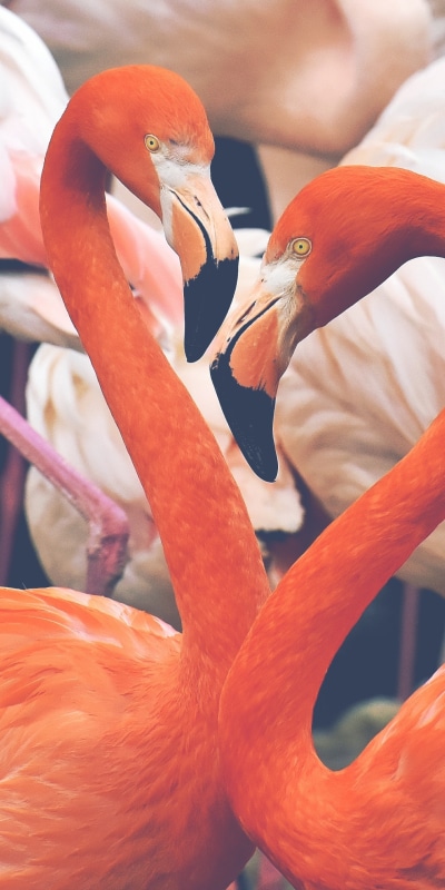 Animal Flamingo, Bird, 1440x2880