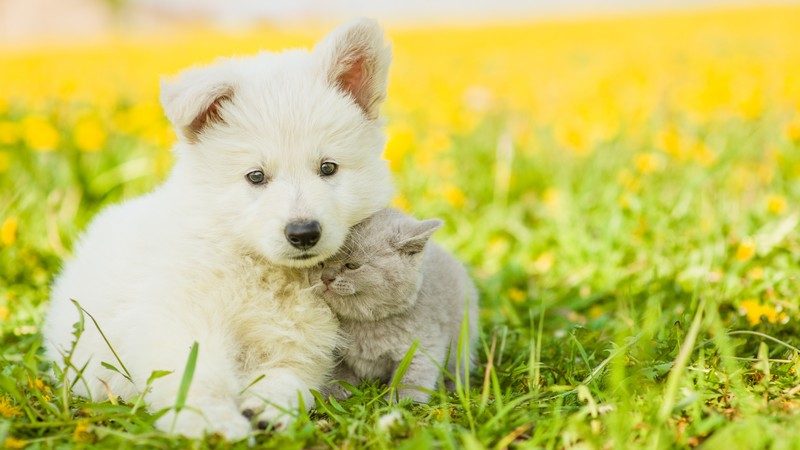 puppy, kitten, funny animals, 4k