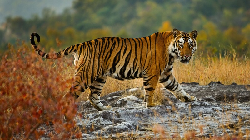 tiger, cute animals, 4K