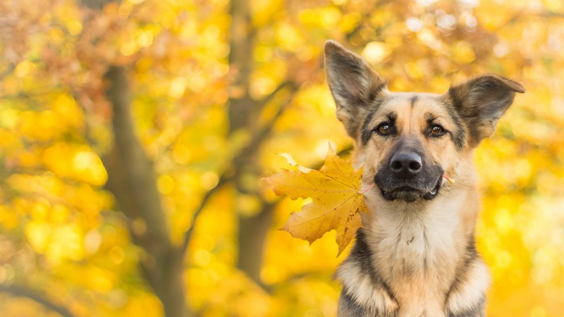 dog, cute animals, leaves, autumn, 4k