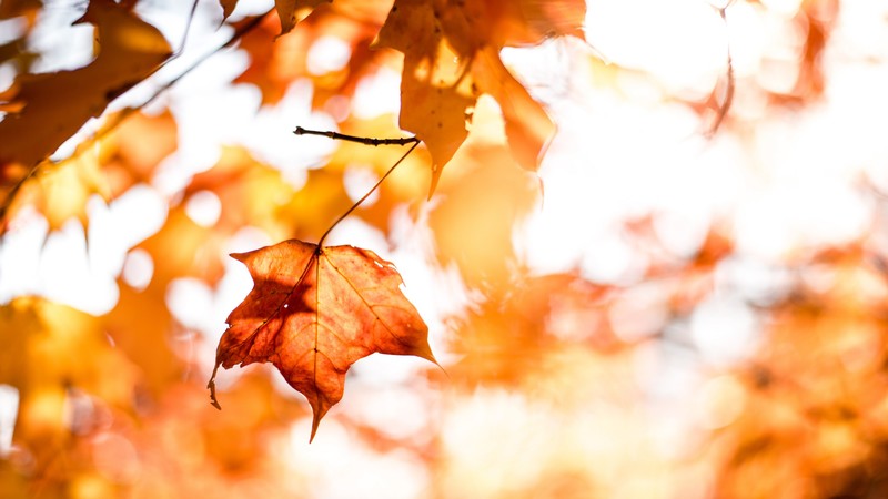 leaves, autumn, orange, 4K