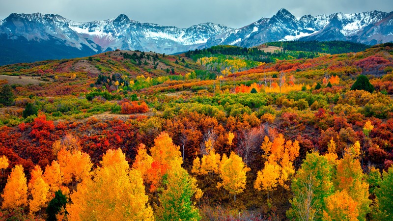 autumn, forest, mountain, 4K
