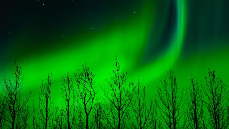 northern lights, trees, silhouette, night, 4k