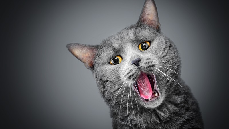 cat, gray, funny animals, 4K