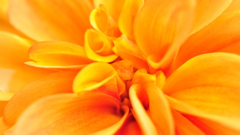 macro, flower, orange, 4k