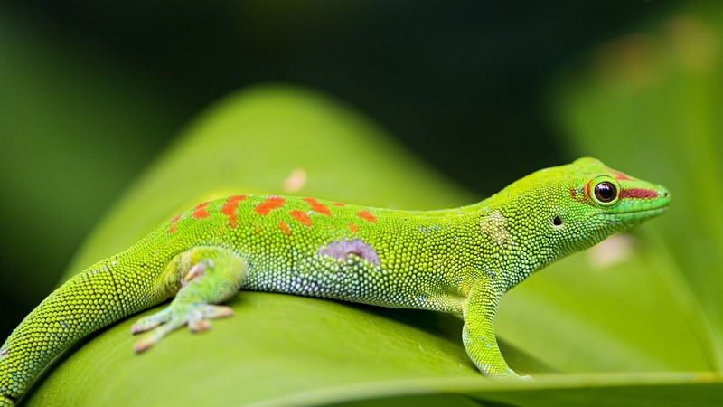 Gecko, reptile, green, 4k