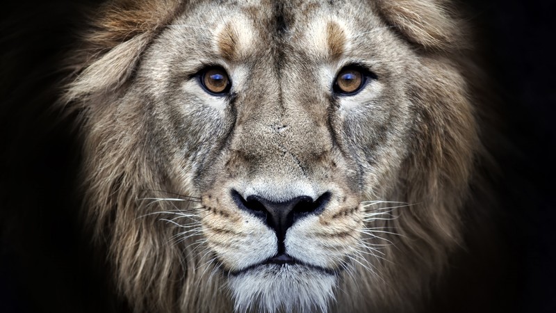 lion, 4k