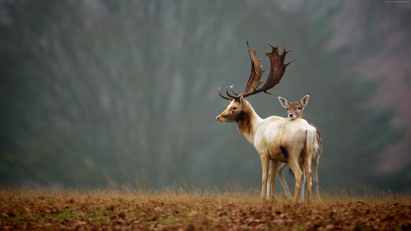 deer, cute animals, autumn, 4k