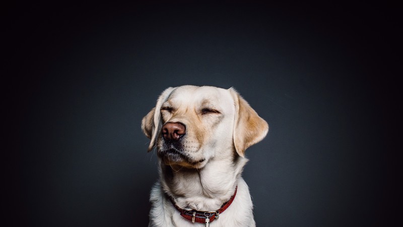 Labrador, dog, funny animals, cute animals, 4k