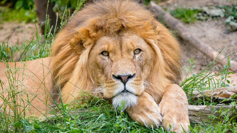 lion, big cat, cute, mane, 4k