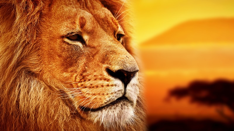 lion, Savanna, 4K