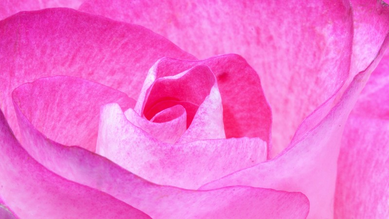 flower, rose, pink, 4k