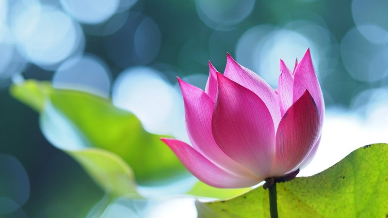 lotus, flower, 4k