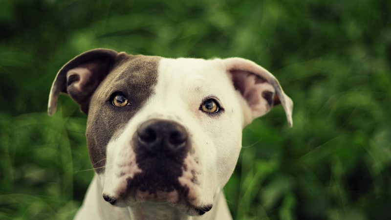 pitbull, dog, cute animals, 4k