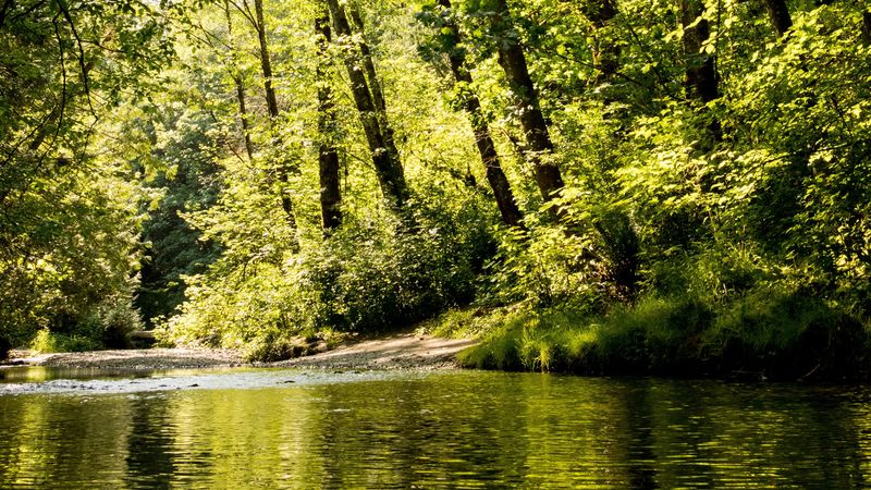 forest, river, trees, foliage, 4k
