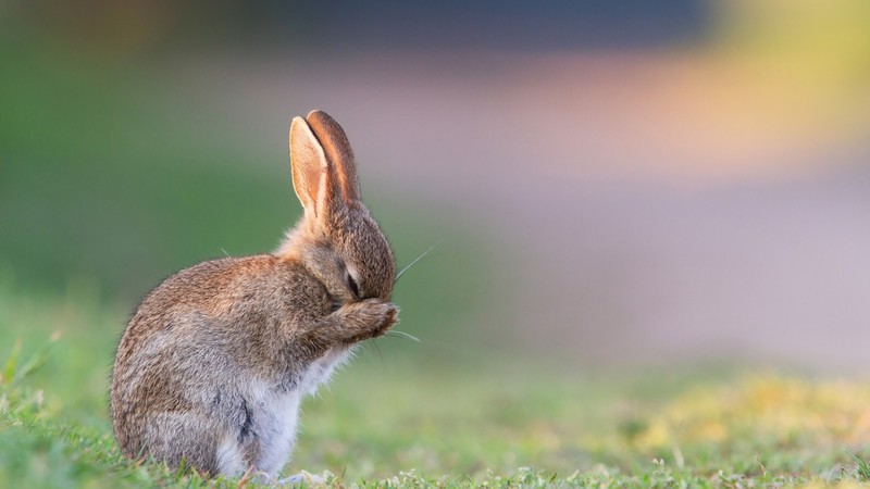rabbit, cute animals, 4k