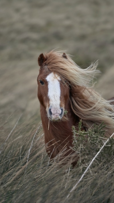 Animal Horse, 1440x2560
