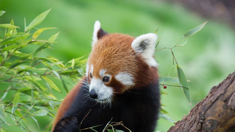 red panda, bamboo, cute, animal, 4k
