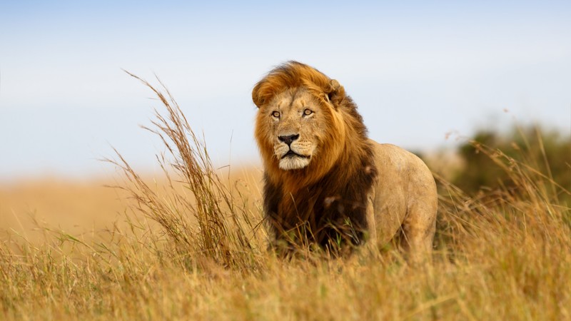 lion, savanna, 4K