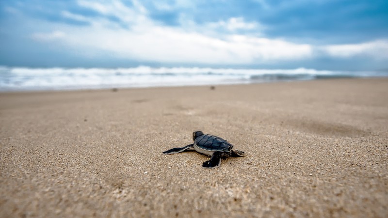 turtle, beach, 4k