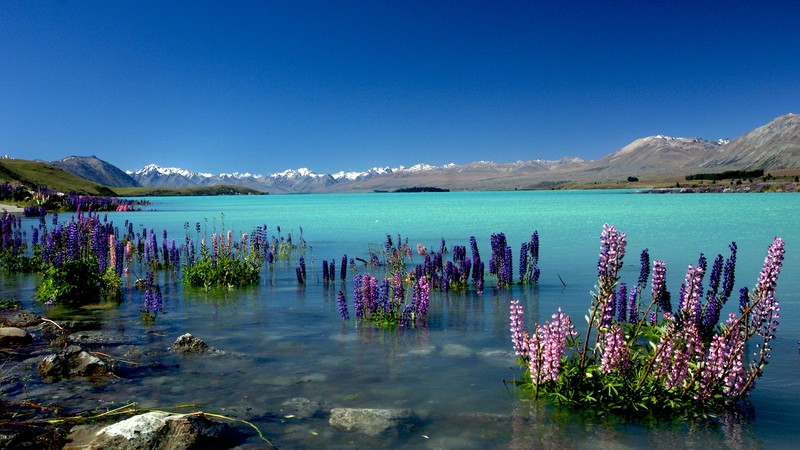Lake Tekapo, New Zealand, mountains, 4k