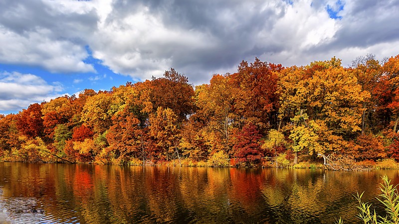 autumn, forest, lake, 4K