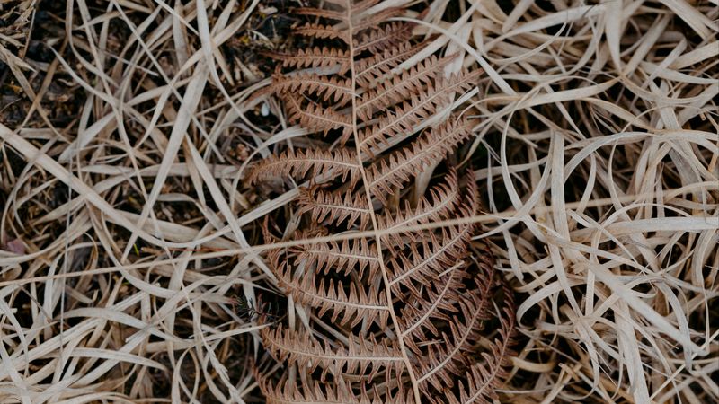 leaf, grass, dry, chubby, 4k