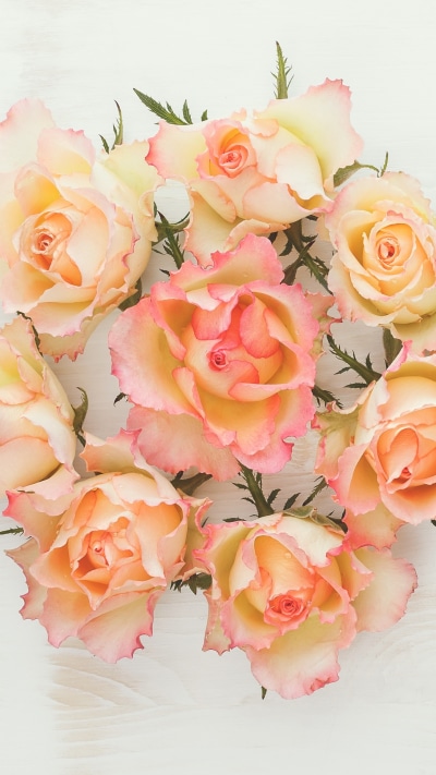 Man Made Flower, Rose, 1440x2560