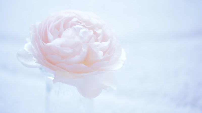 flower, white, 4k