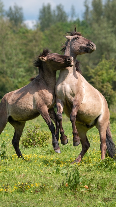 Animal Horse, 1440x2560