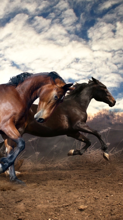 Animal Horse, 1440x2560