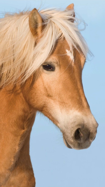 Animal Horse, 1440x2560
