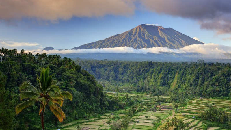 Bali, palms, trees, field, mountain, clouds, 4K