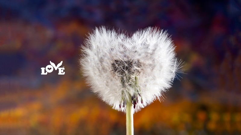 love image, heart, dandelion, 4K